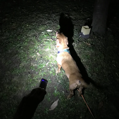 Disc-O-Bed Camping Licht X5 Mini